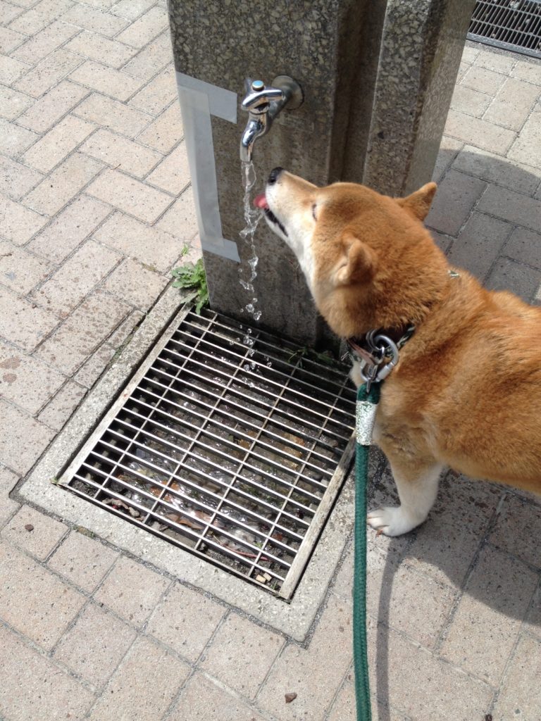 柴犬いち、水道の水を飲む