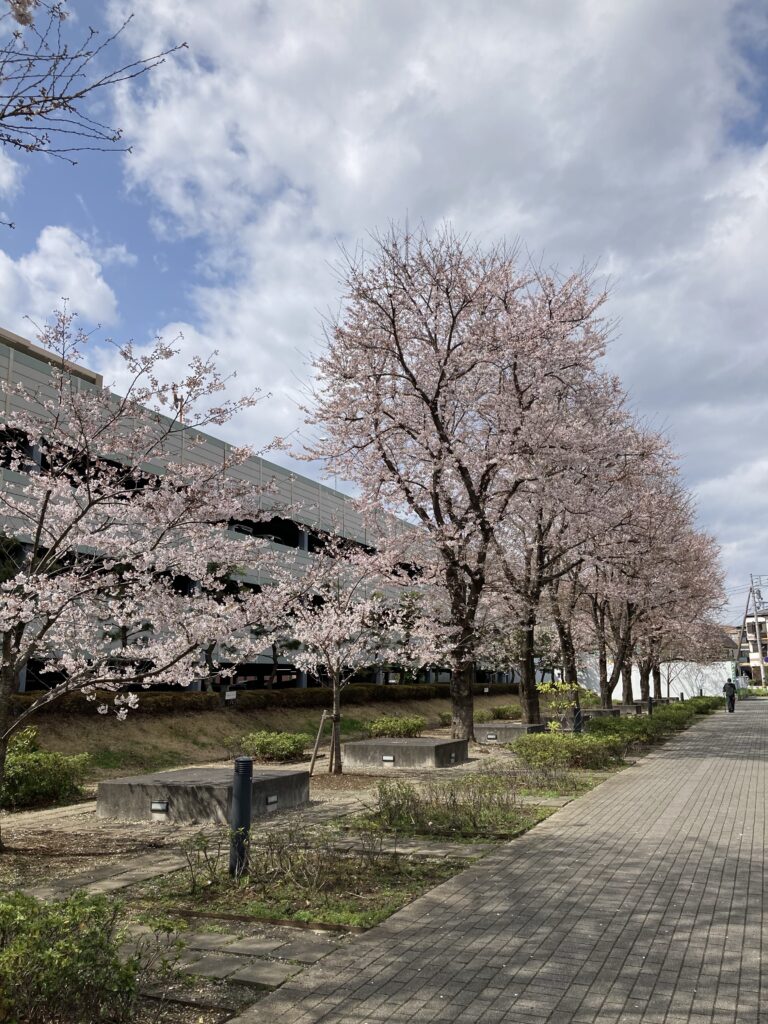 出勤途中の桜を撮影
