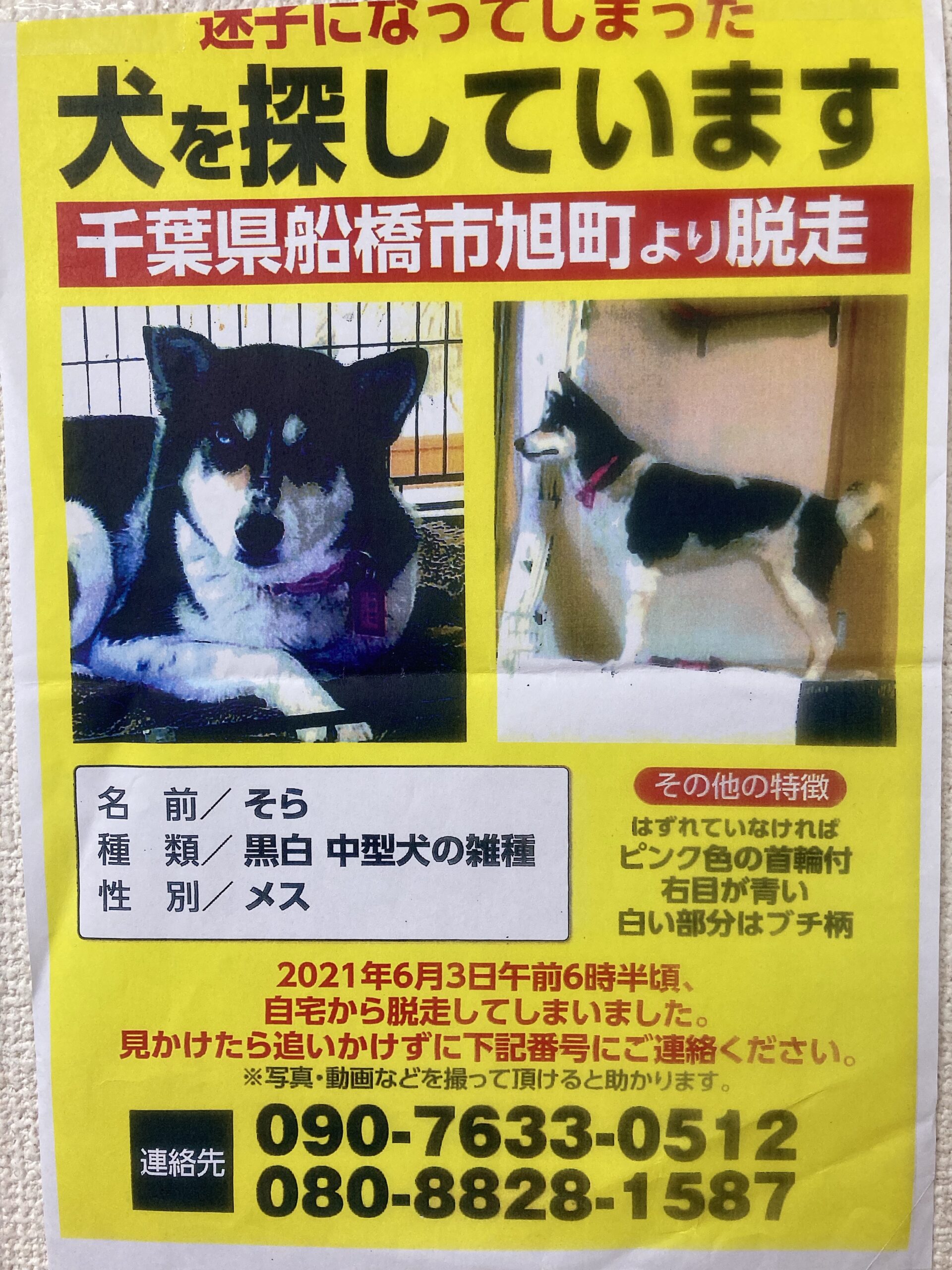 千葉県船橋市の迷子犬の情報です。見つかるといいですね。 ライブインテグレ株式会社