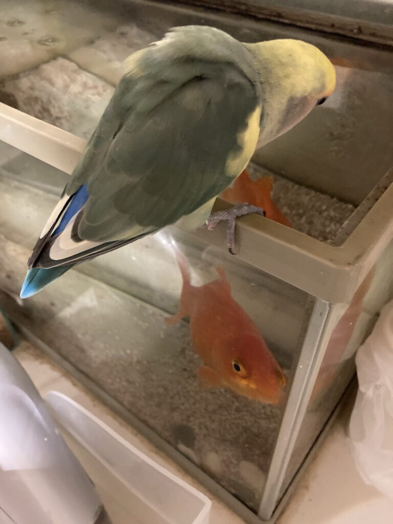 見つめ合う鳥と金魚